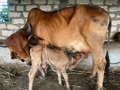 ગાય