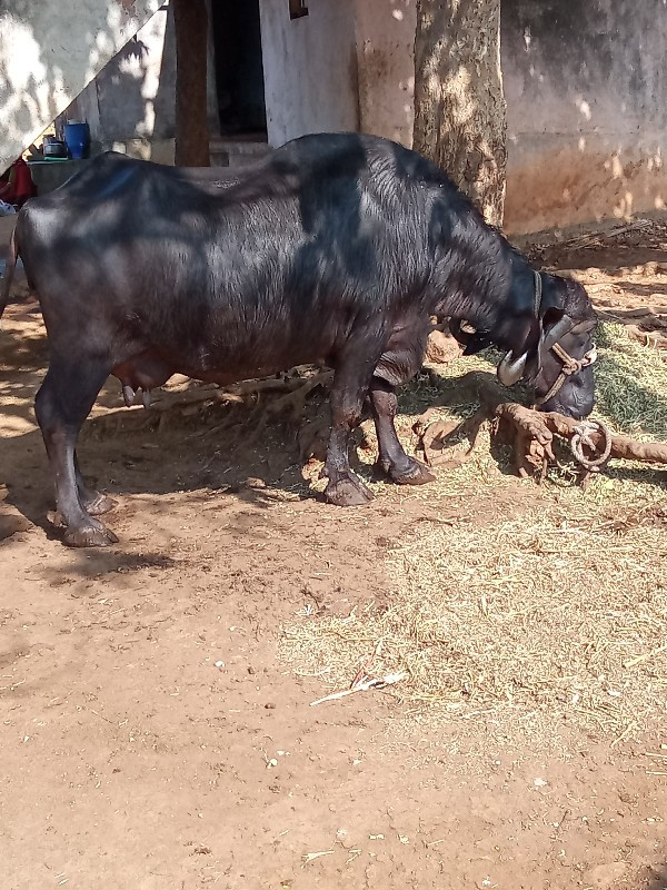 સતાપર