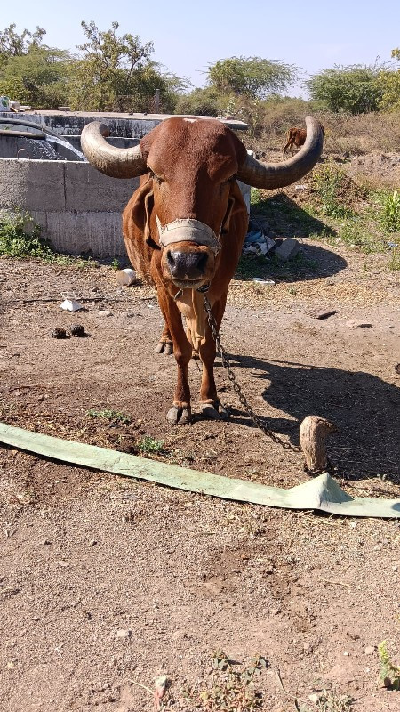 ગાય વેચવાની છે