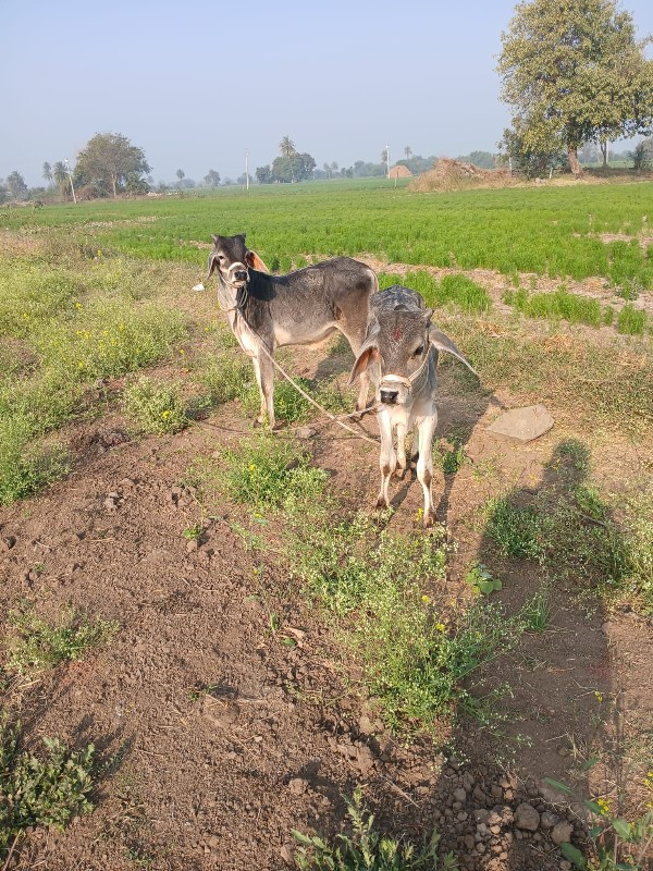 સહુ ગઢવી