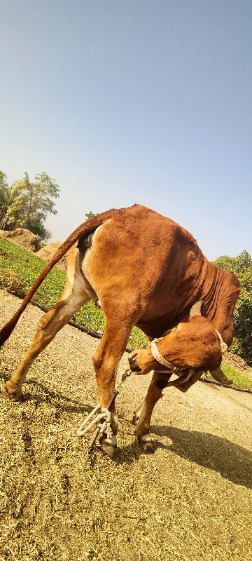 ગાય