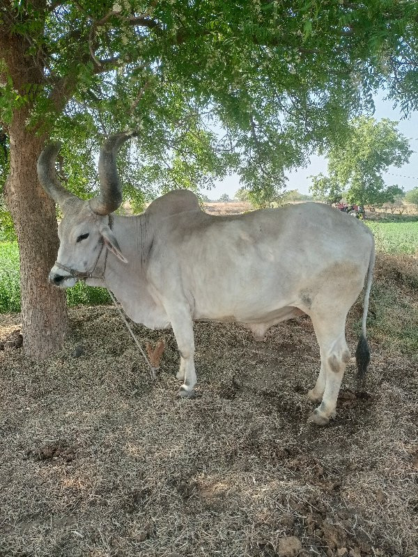 બળદ વેચવાના છે