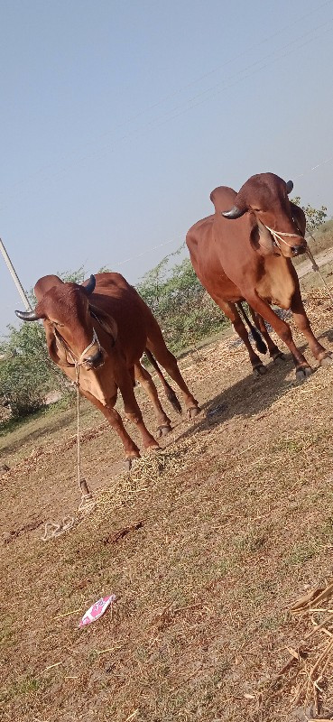 દેવીપુજક લે વેચ