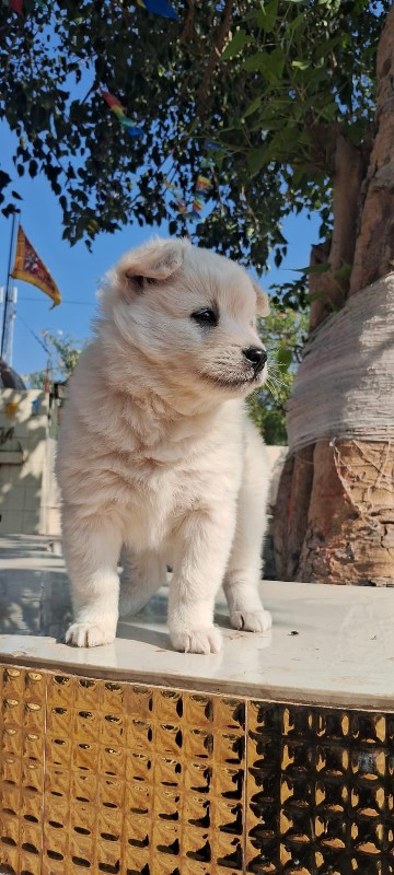 male  puppy Pom...