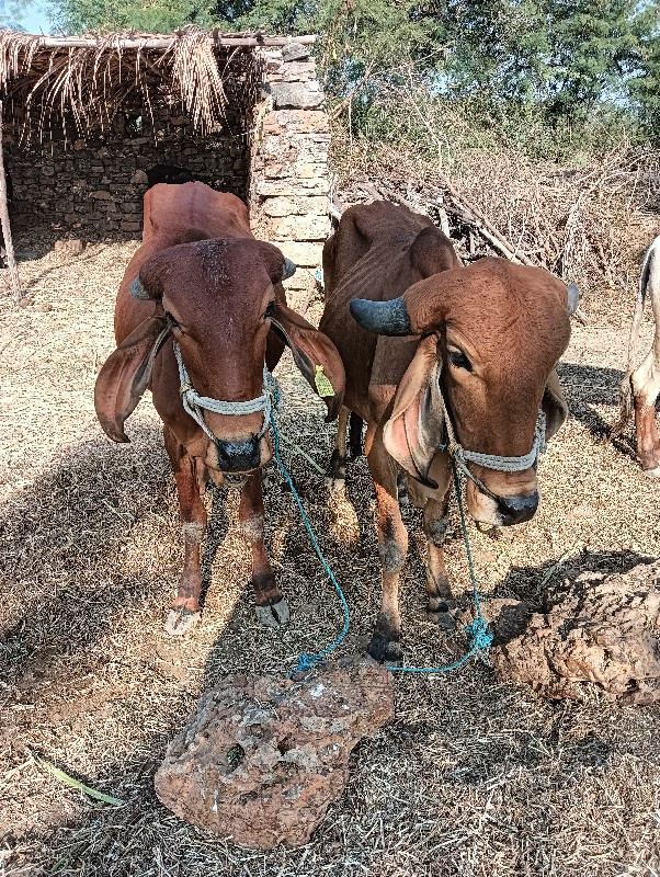 ગોઘલા