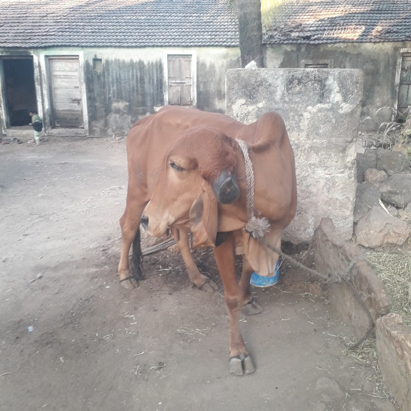 આ ગાય વેચવાની છ...