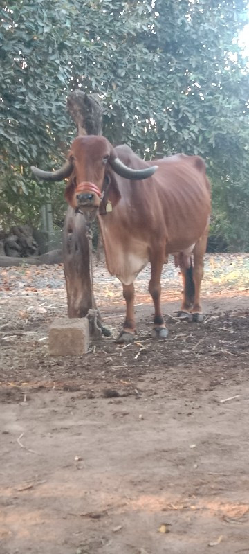 ગીર ગાય વેચવાની...