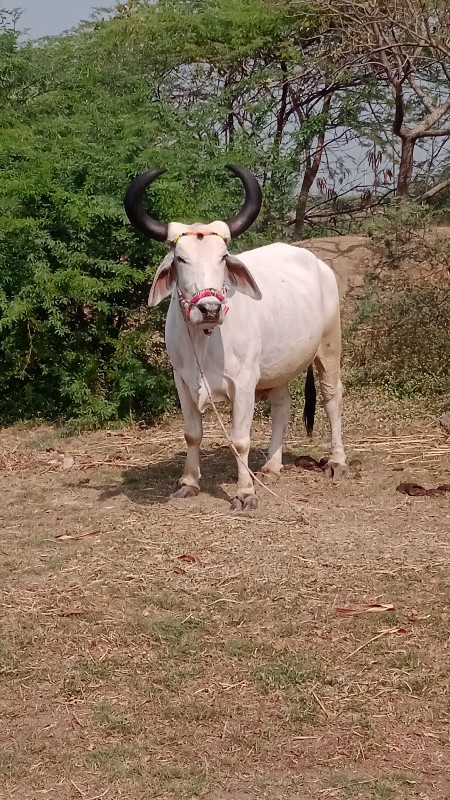 દેવીપુજક લે વેચ