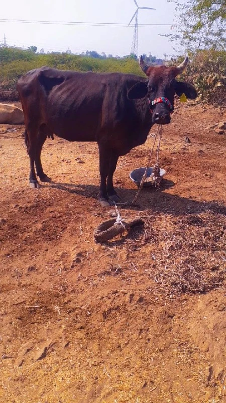 જસી ગાય વેચવાની...