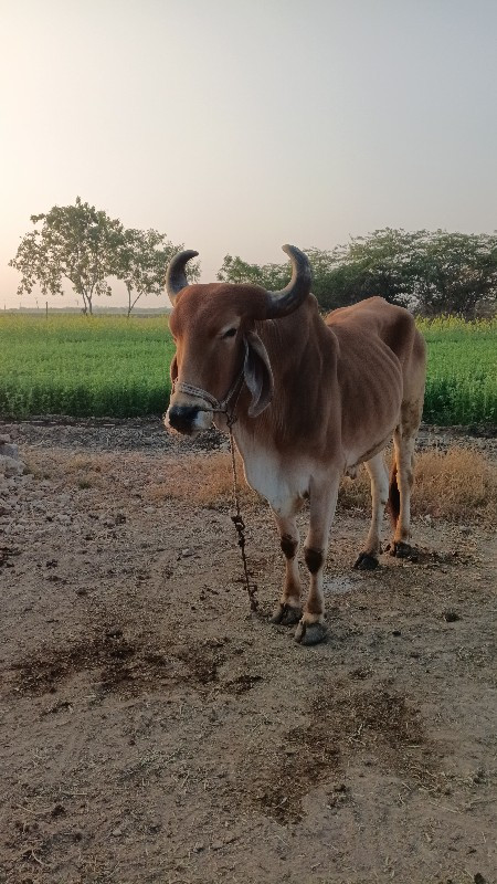 બળદ વેચવાના છે.