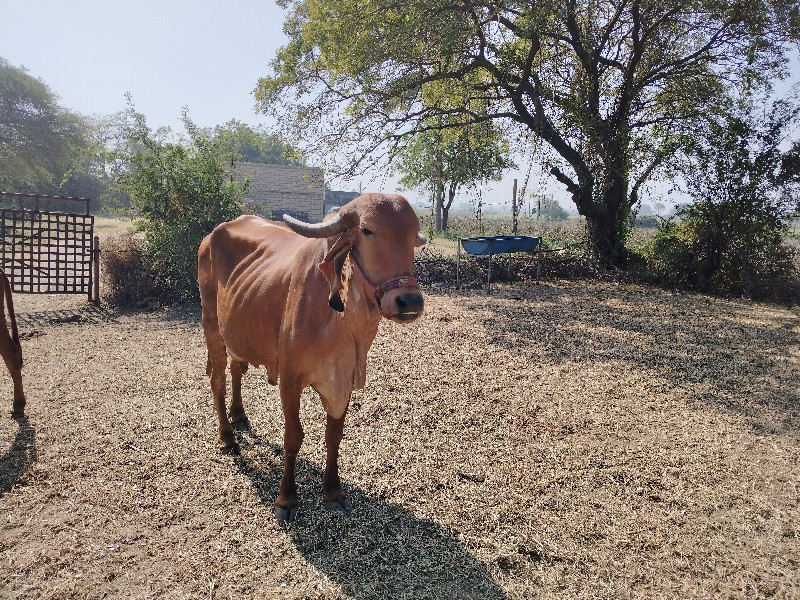 ગીર ગાય વેચવાની...