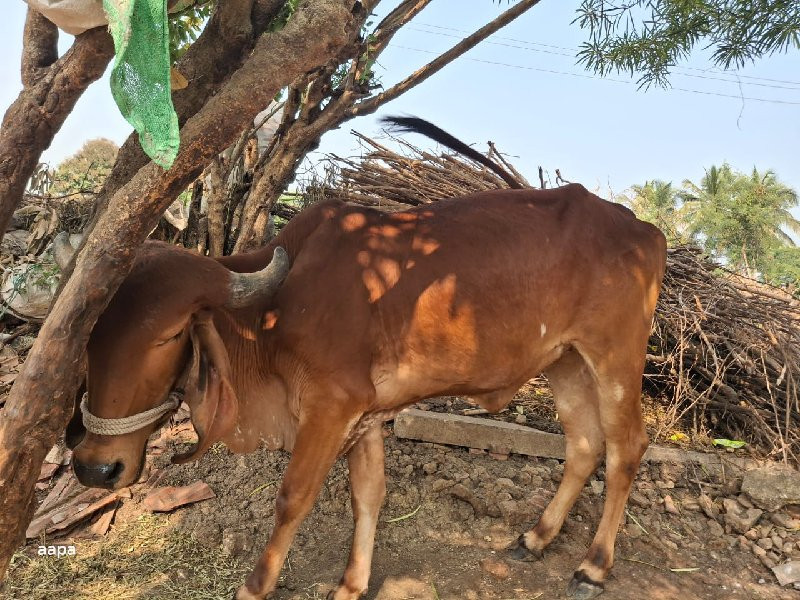 ગીર વાછડી ને વા...