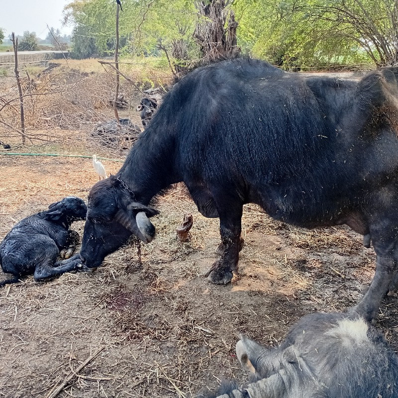 ભેસ વેચવાની છે