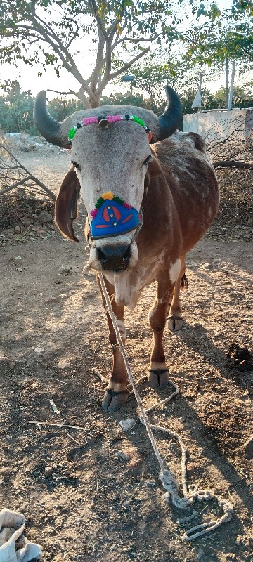 એક ધરહાલેલાછે સ...