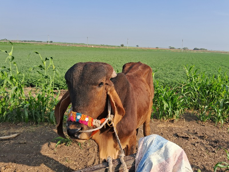 ગોઢલા વેચવાનું...