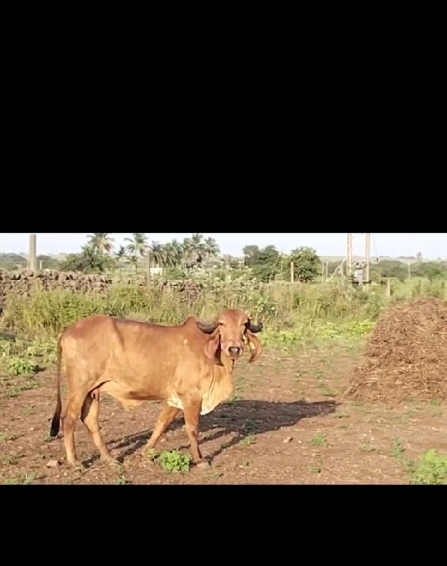 ગાય વેચવાની છે