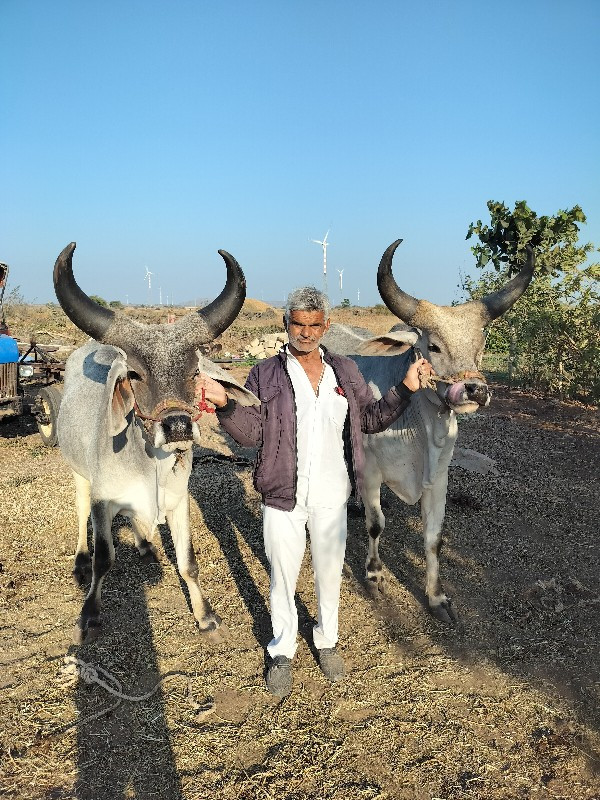 ગોઢલા