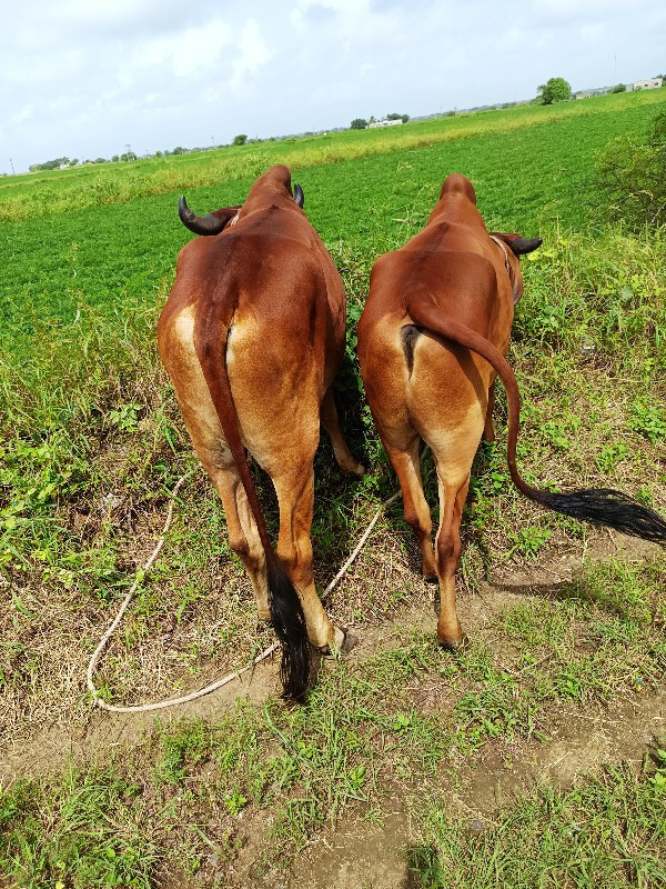 ગોઢલા વેચવા ના...