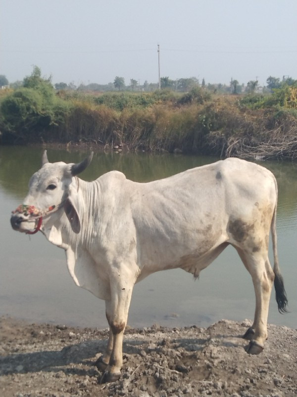 ગોધલા વેચવાના છ...