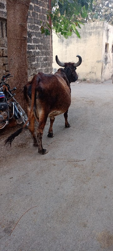 ગાય વેચવાની છે