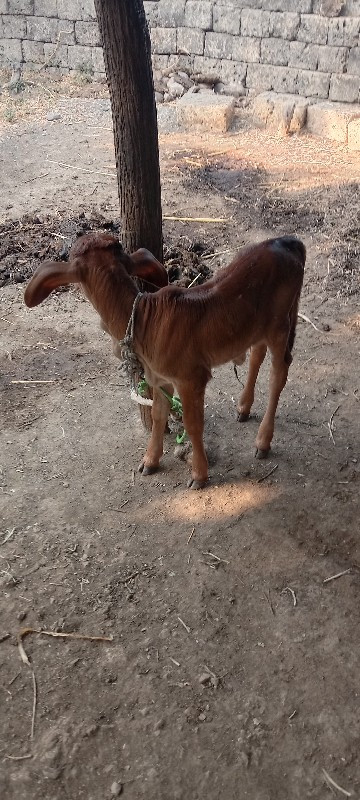 ગાય વેચવાની છે