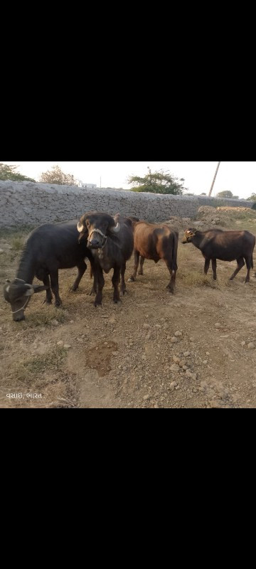 તન ખડેલી એક પાડ...