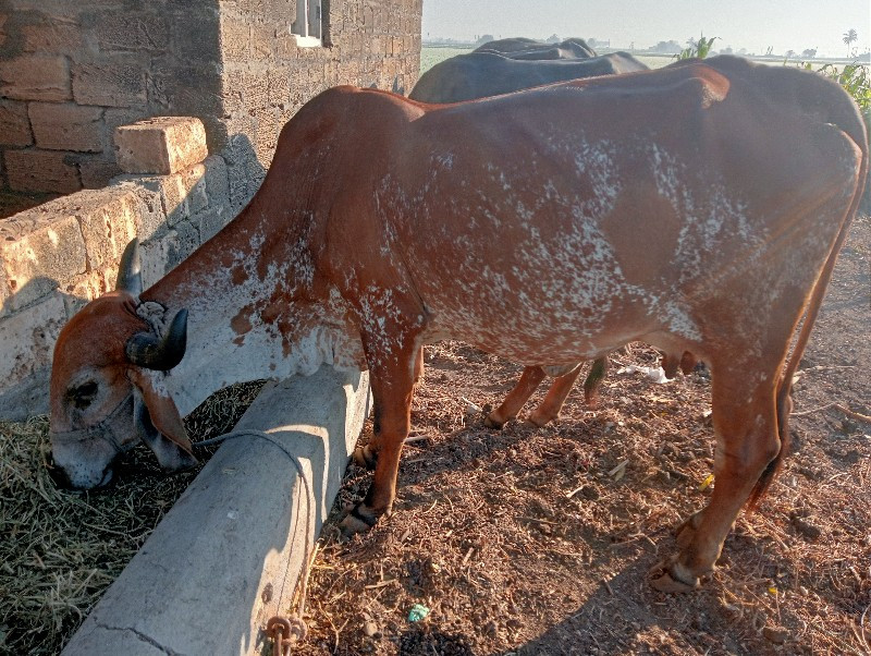 ગાય વેચવાની છે...