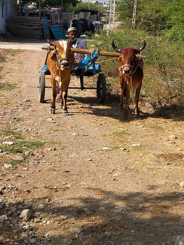 છોડાતો ગોદલા સા...