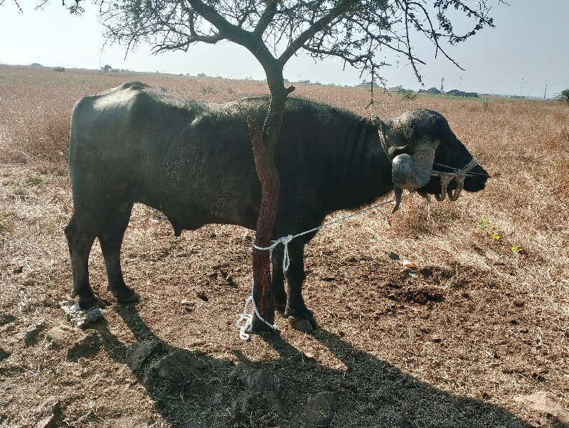 , પાડો વેચવાનો...