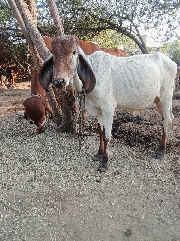 લિલડી વાછડી  વે...