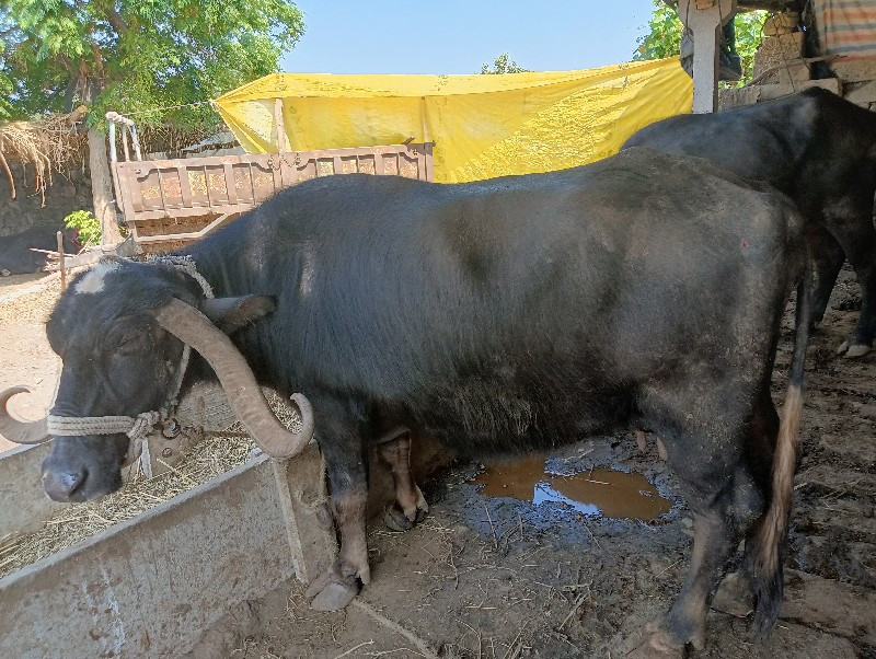 ભેંસ વેચવાની છે...