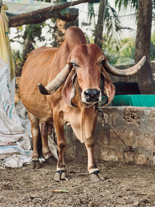 તબેલા માં માણસ...