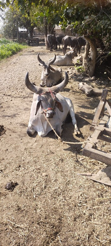 गोधरा तन छे साव...