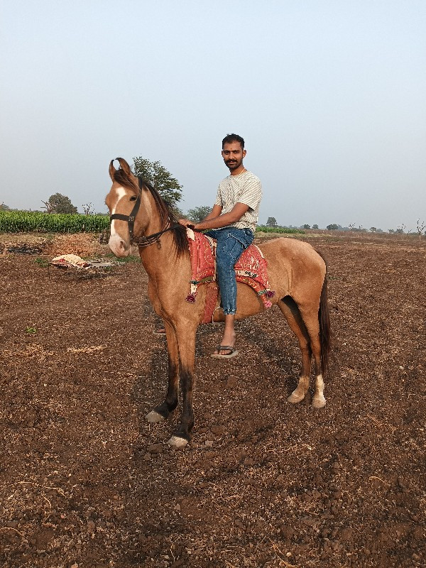 ઘોડી ( માકડી ઘો...