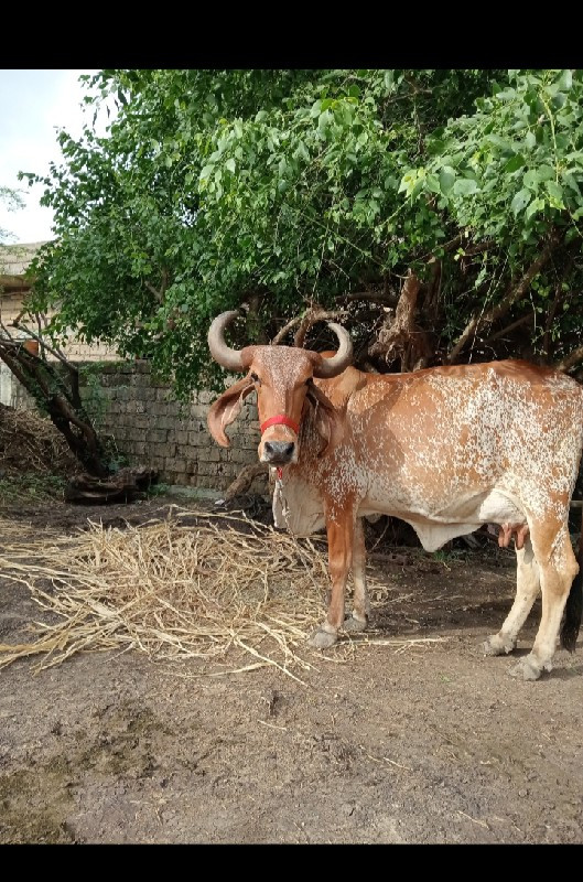 ગાય વેચવાની છે...