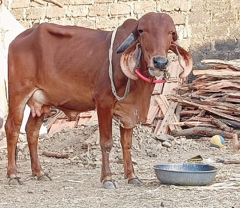 ગીર હોડકિ વેસવા...