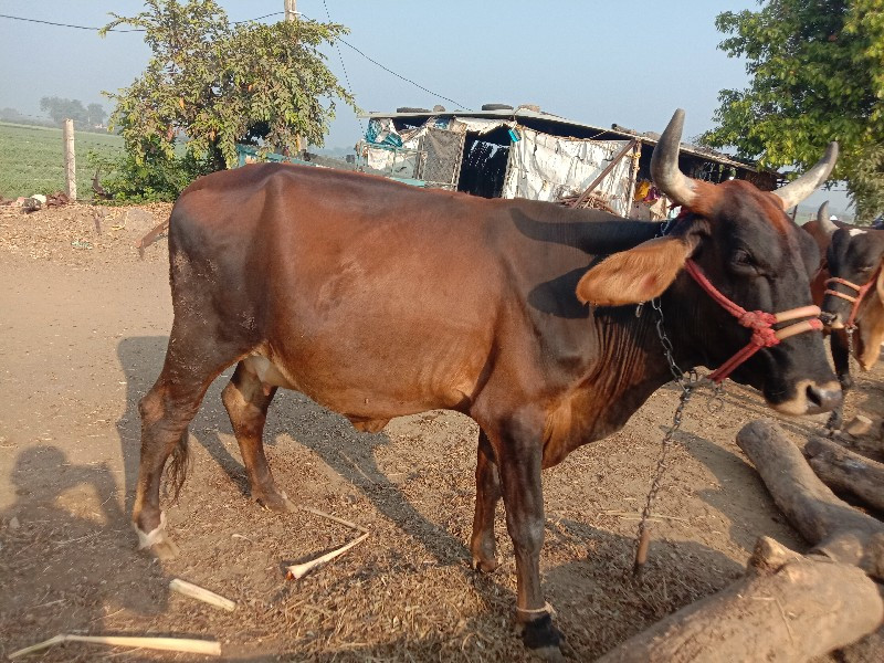 ગાય વેચવાની છે