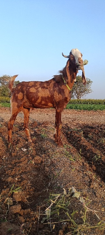 બોકડા વેચવાના છ...