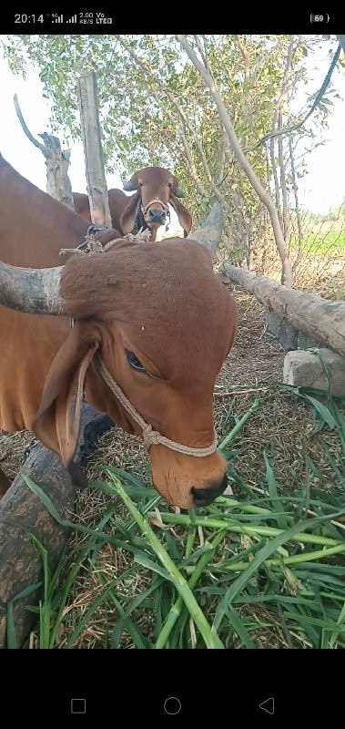 ગામ ભેસાણ તાલુક...