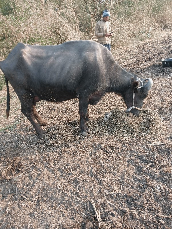 ભેંસ વેચવાની છે...