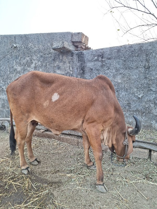 ગાય વેચવાની  છે