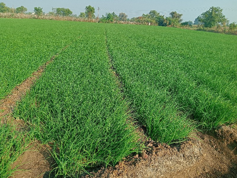 બુધેલ નો રોપ સફ...