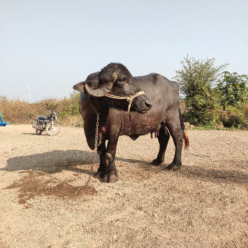 જાફરાબાદી ભેંસ