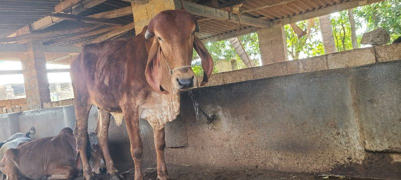 2 હોડકિયું વેચવ...