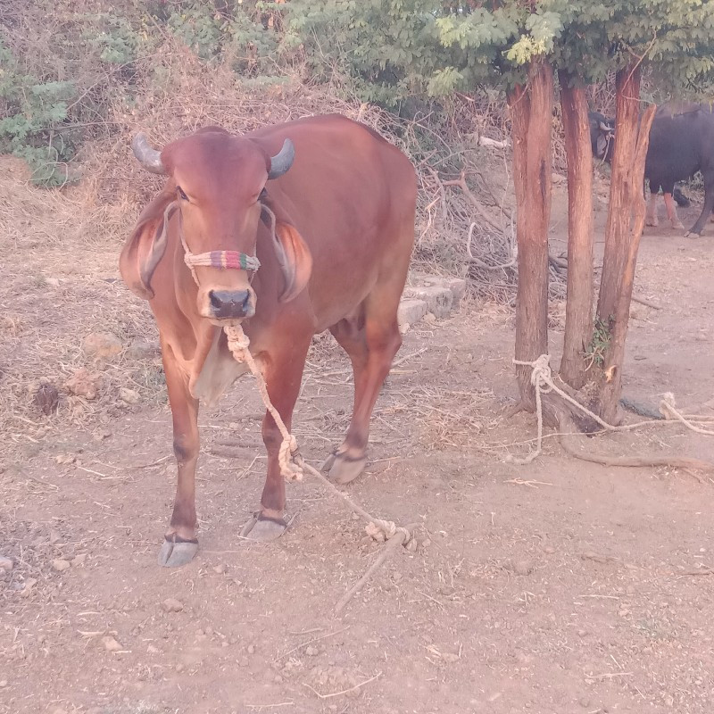 બીજા શેરમાં સે