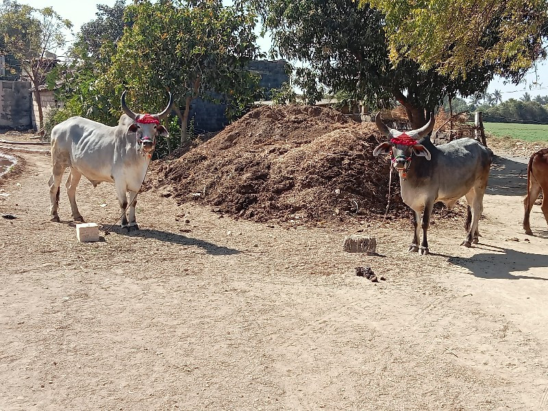 ગોઢલા વેચવાના છ...