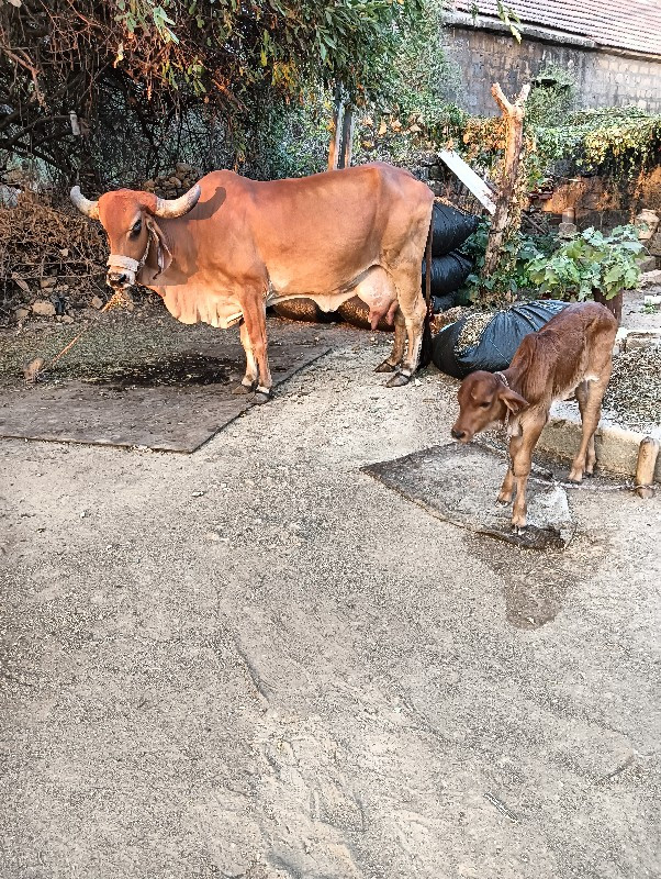 ગાય વેસ્વાની ની...