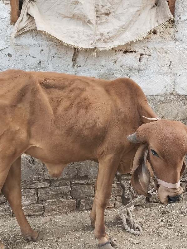 બે વર્ષની મફત આ...