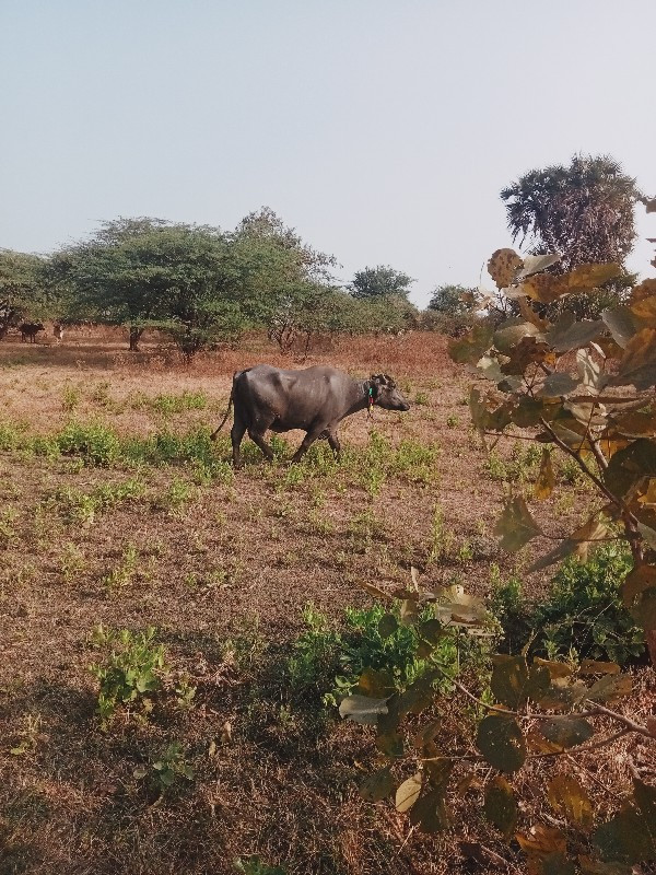 ભેંસ વેચવાની છે...