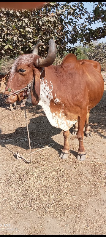 બળદ વેચવાનો છે...